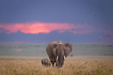 Z 9 Testimonials Roie Galitz asset