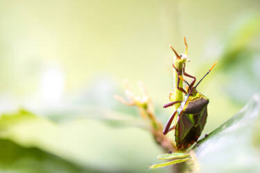 Macro Photography by Jeremy Ducrot. He shares his tips for getting started with macro photography for Nikon's magazine. 
