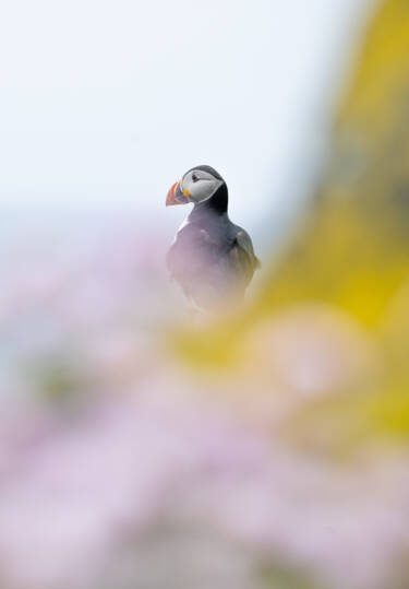 Wildlife photographs by Lara Jackson for Nikon magazine's two articles interviewing Lara. For magazine only.