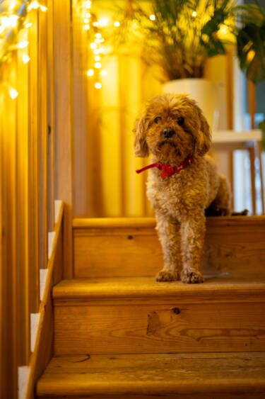 Nikon magazine - 50mm f/1.4 tried and tested 