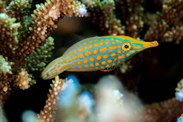 Tom Vierus' assets for Nikon magazine