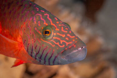 Tom Vierus' assets for Nikon magazine