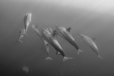 Tom Vierus' assets for Nikon magazine